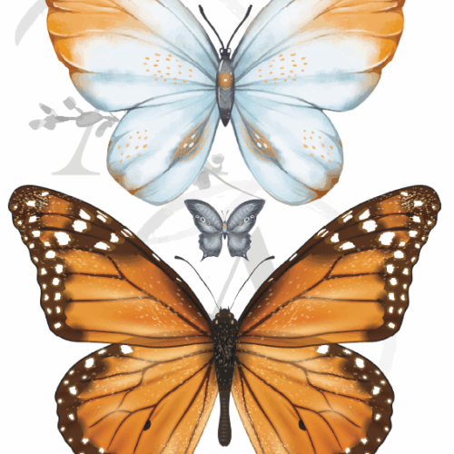 LAMINAS TRANSFER COLOR